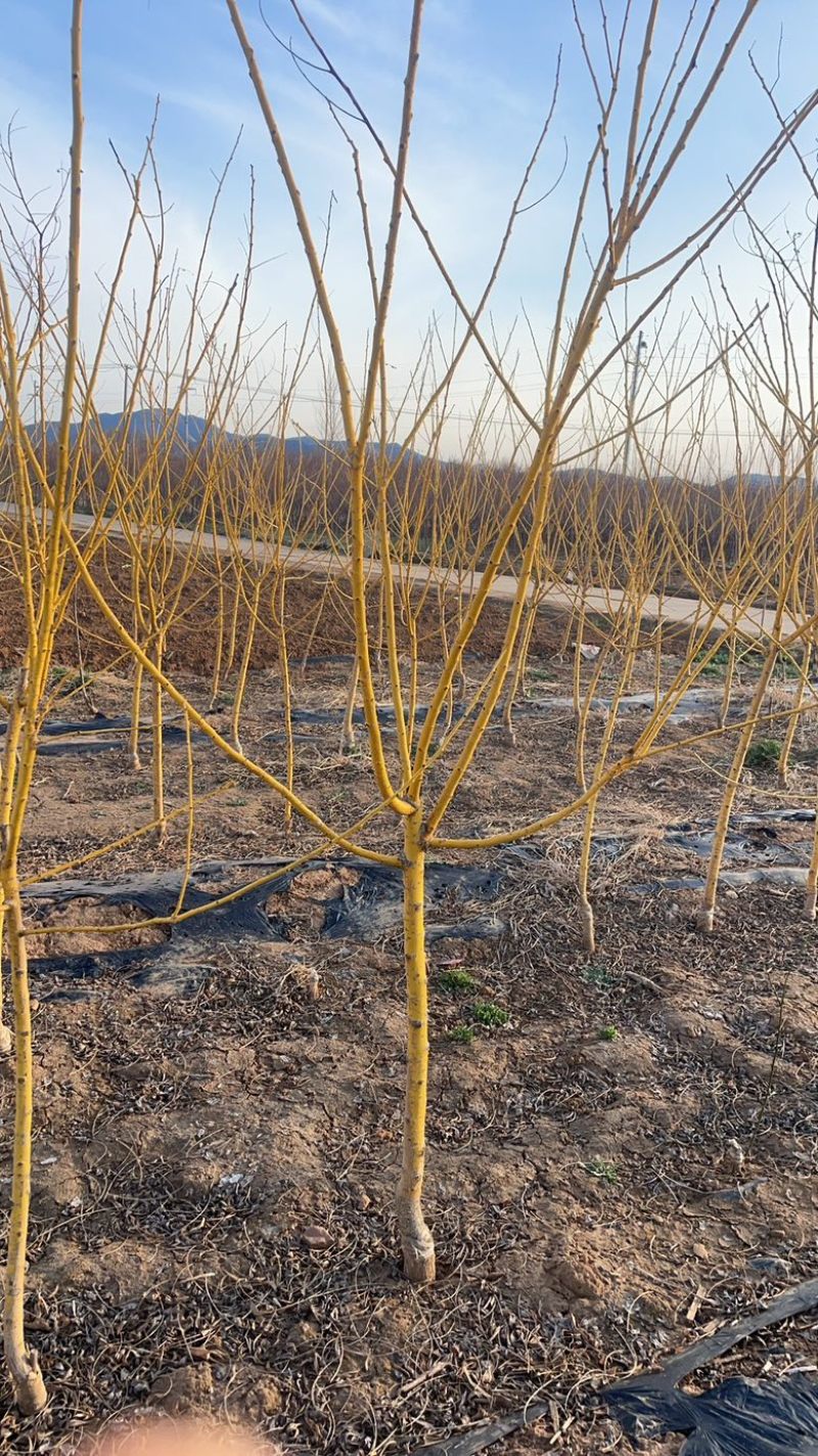 金枝金叶槐！质量保证。诚信经营！欢迎各位朋友前来参观指导