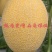 哈蜜瓜黄网小蜜25货量大，品质好一手货源产地直发