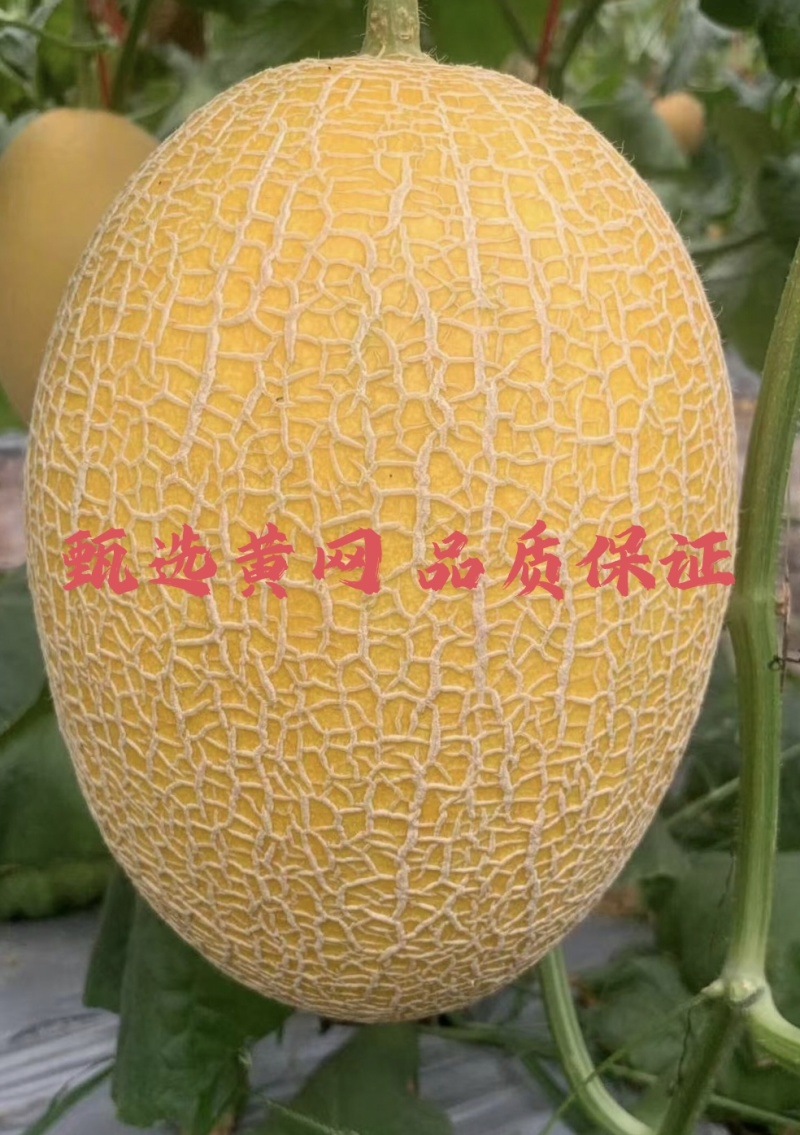 哈蜜瓜黄网小蜜25货量大，品质好一手货源产地直发