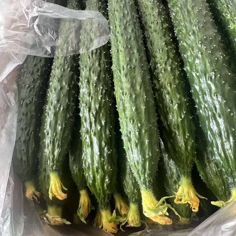 精品青瓤黄瓜，可供市场、超市和电商