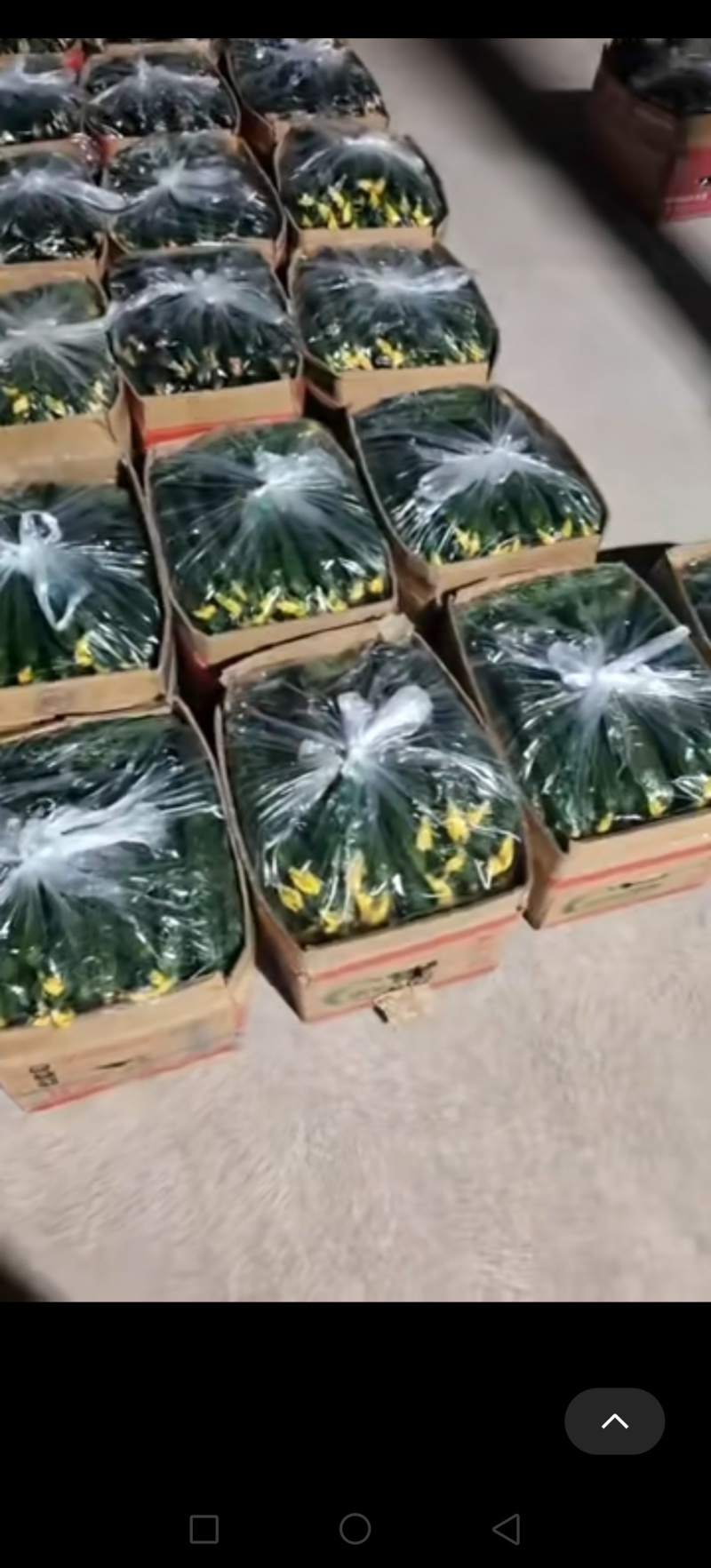 精品青瓤黄瓜，可供市场、超市和电商