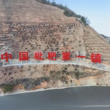 云南昭通大兴枇杷