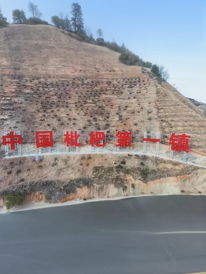 云南昭通大兴枇杷
