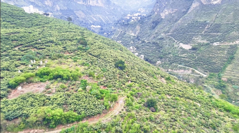 云南昭通大兴枇杷