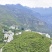 云南昭通大兴枇杷