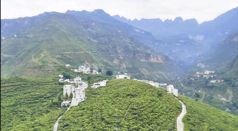 云南昭通大兴枇杷