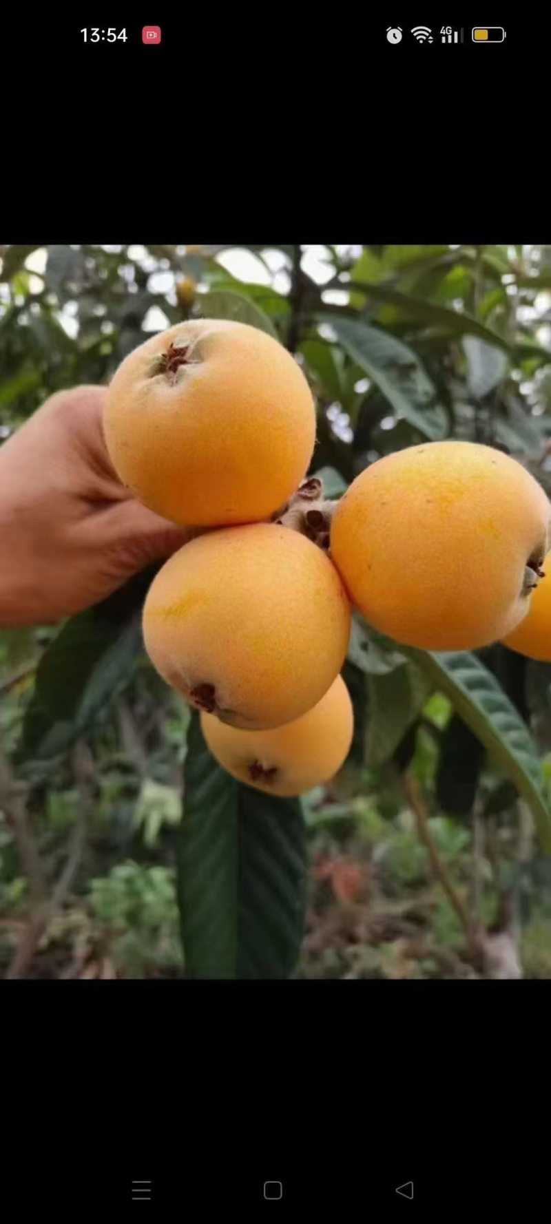 云南昭通大兴枇杷