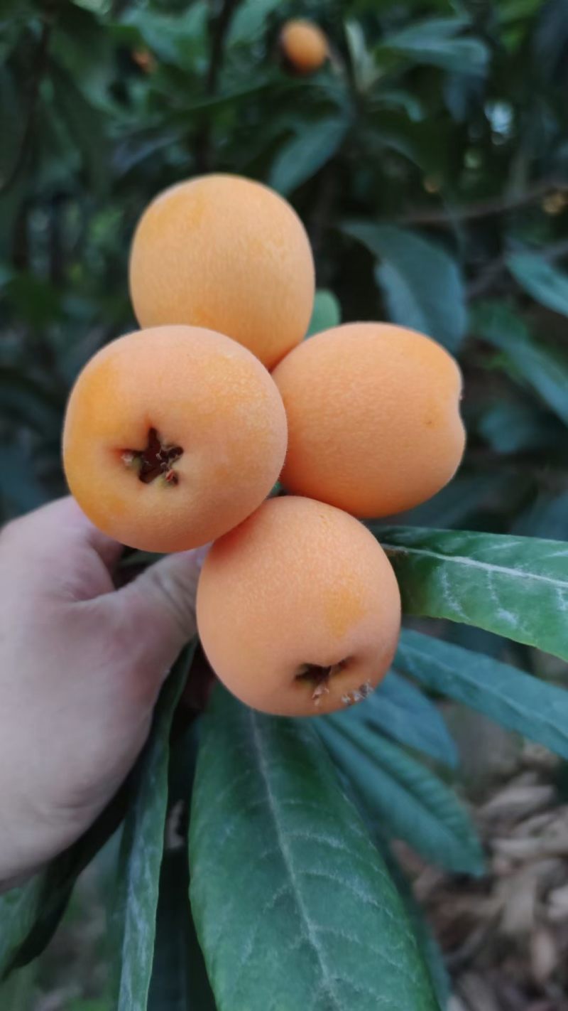 云南昭通大兴枇杷