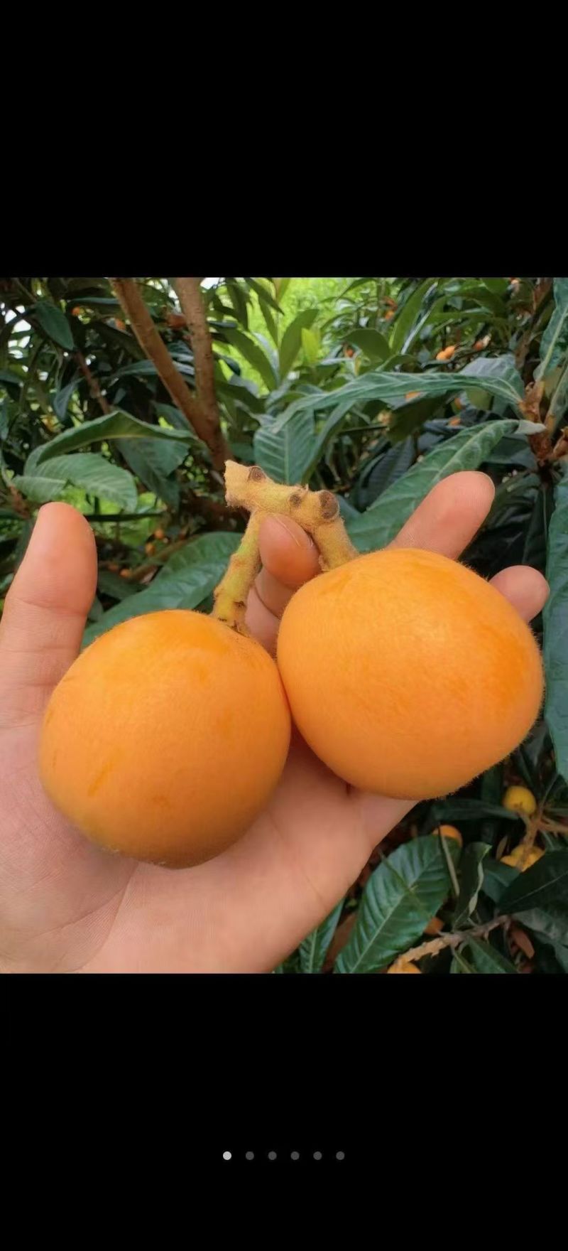 云南昭通大兴枇杷