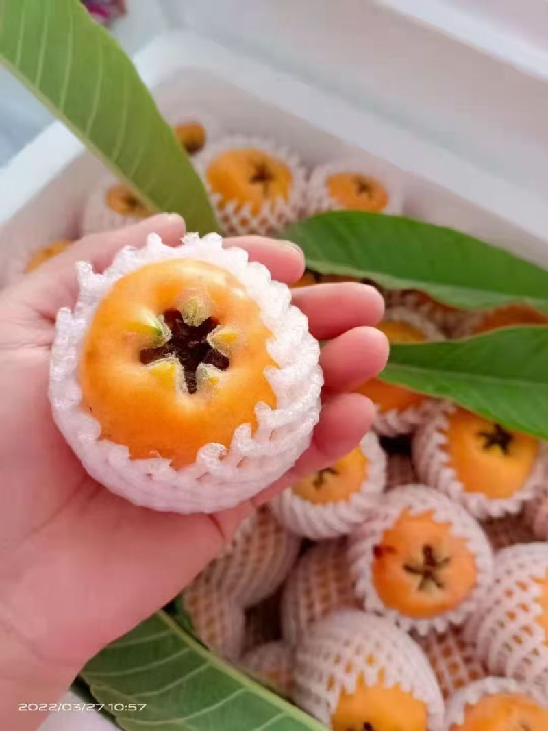 云南昭通大兴枇杷