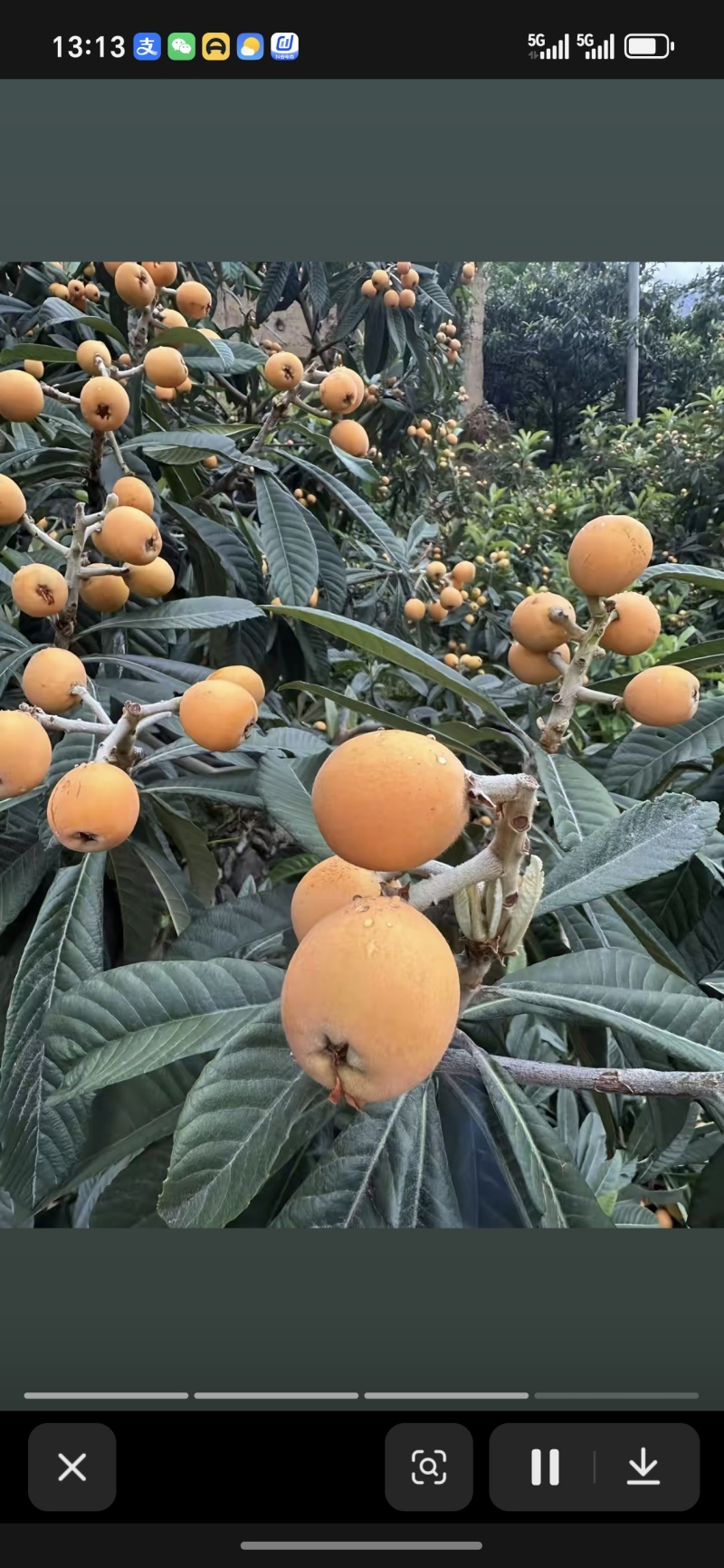云南昭通大兴枇杷