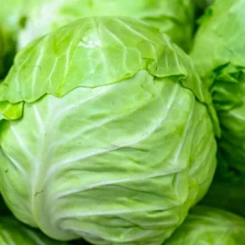 甘蓝洋白菜