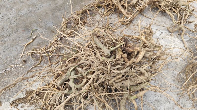 黄花倒水莲根部鲜货