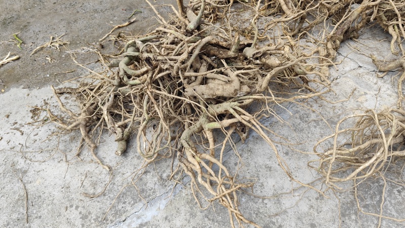 黄花倒水莲根部鲜货