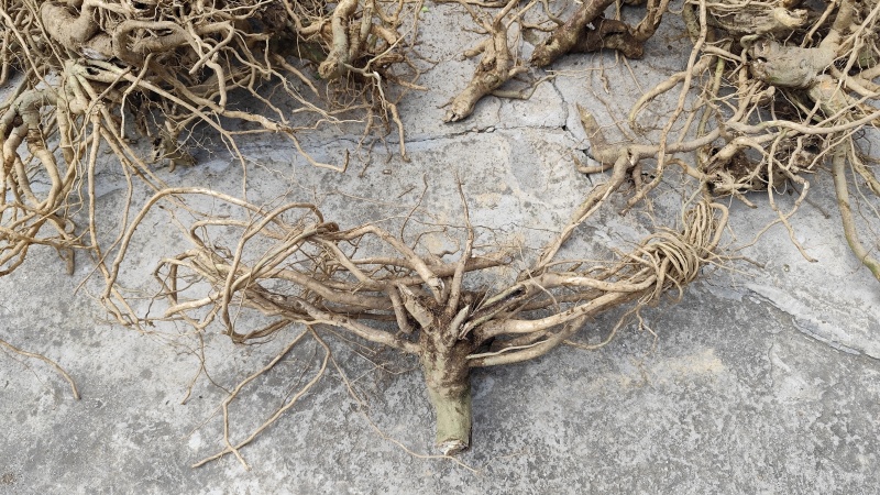 黄花倒水莲根部鲜货