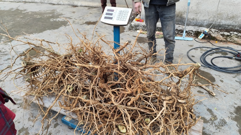 黄花倒水莲根部鲜货
