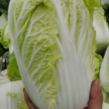 精品娃娃菜