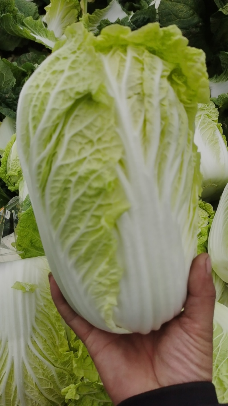 精品娃娃菜