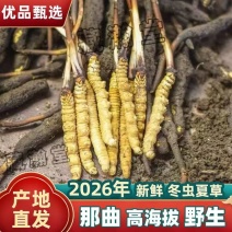 冬虫夏草2026新鲜虫草那曲优选高海拔采挖直销批发