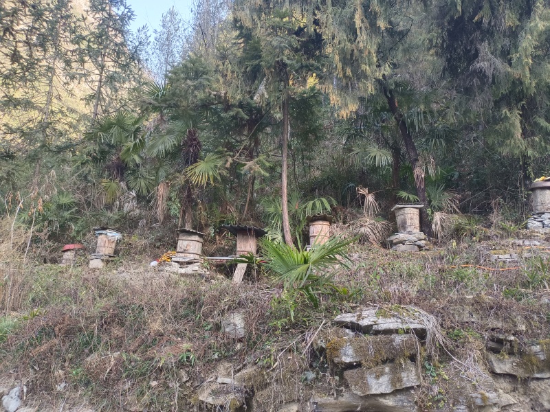 湖北恩施土蜂蜜，假一罚十