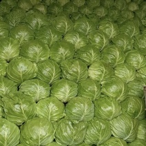 湖北宣甘蓝，软圆包菜，产地一手直发，保质保量。