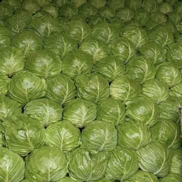 湖北宣甘蓝，软圆包菜，产地一手直发，保质保量。