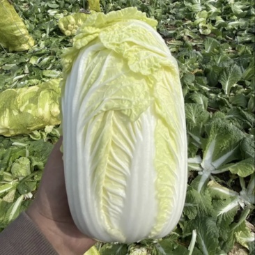 高品质娃娃菜大小娃娃菜
