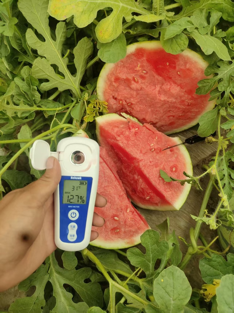 《畅销》夏邑无籽美都西瓜基地直发对接全国量大从优一条龙