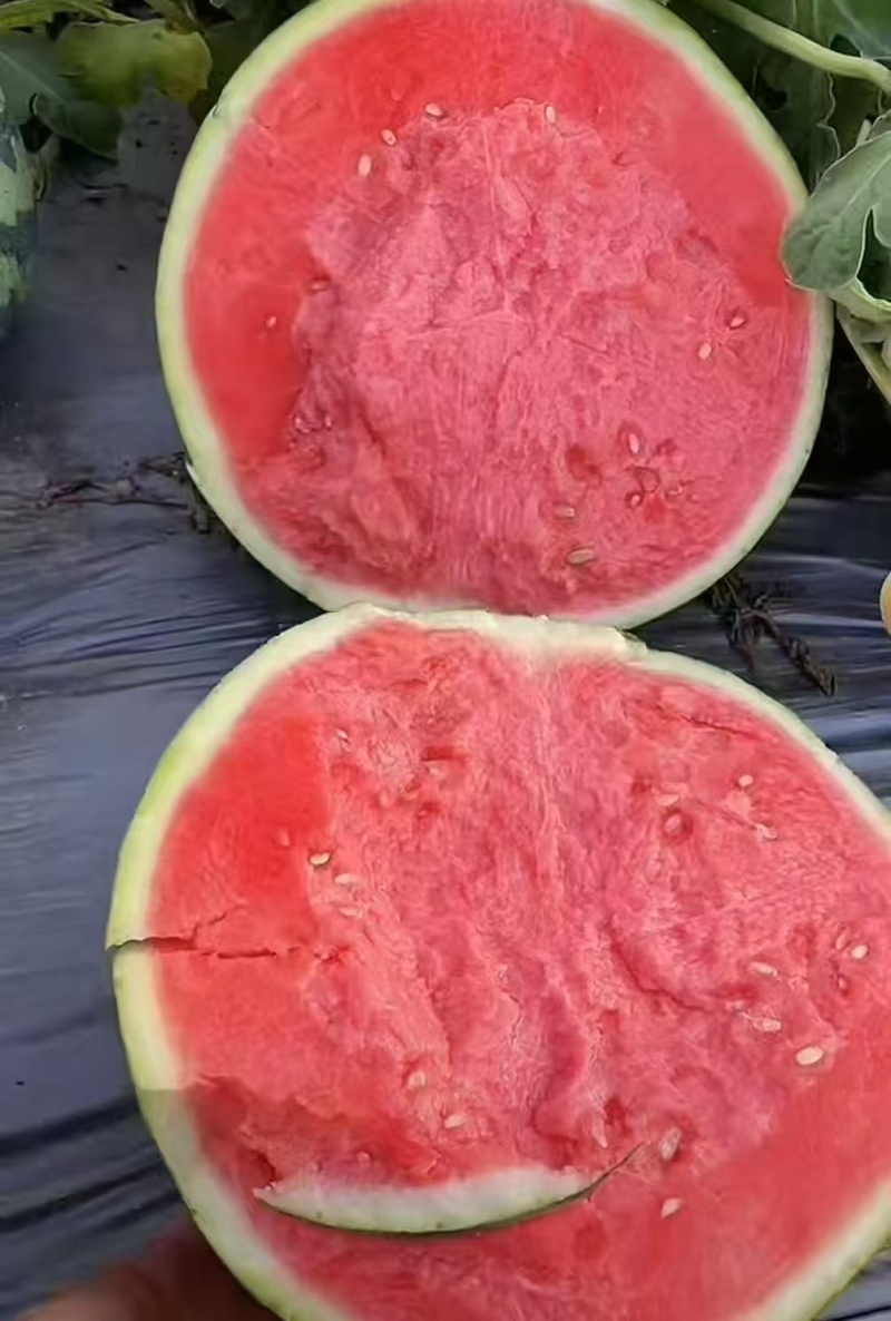 《畅销》夏邑西瓜甜王/美都麒麟/品种齐全对接商超团购电商