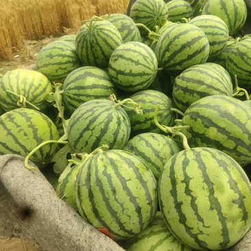 《畅销》夏邑西瓜甜王/美都麒麟/品种齐全对接商超团购电商