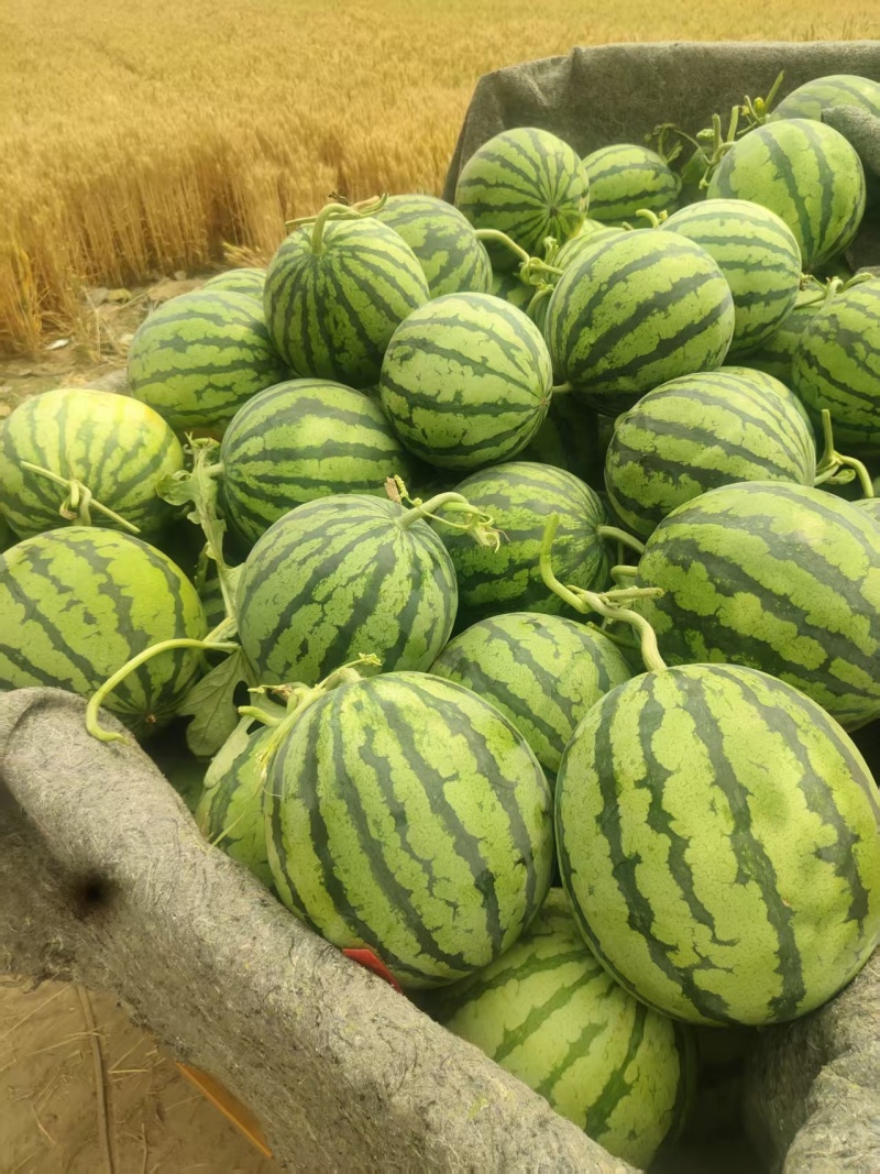 《畅销》夏邑西瓜甜王/美都麒麟/品种齐全对接商超团购电商