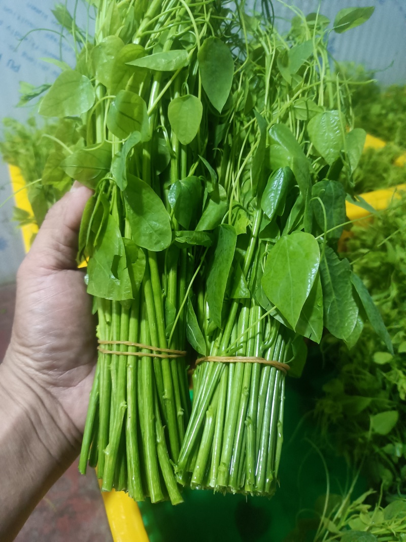 特野货，赤苍滕，包邮，货源充足基地直发，欢迎下单