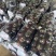 万亩紫光黑园茄大量现货