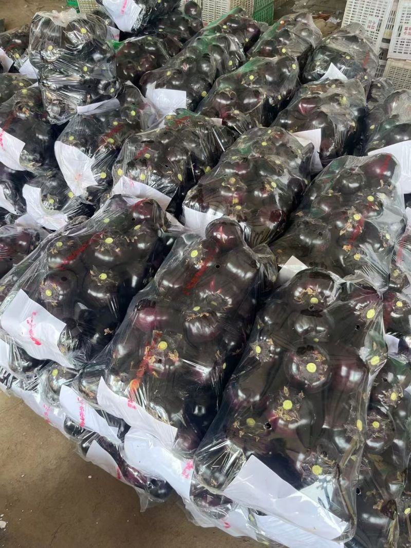 万亩紫光黑园茄大量现货