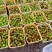 产地直发无花果四季不断货保证质量软糯香甜包破损