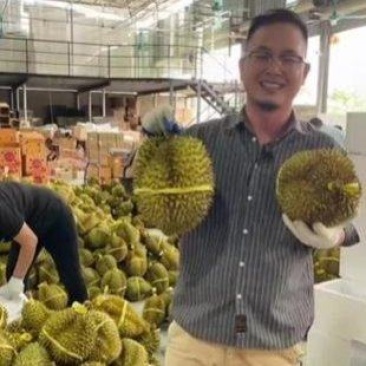 金枕榴莲一手批发价格，A果保5房，坏果包赔，货到付款