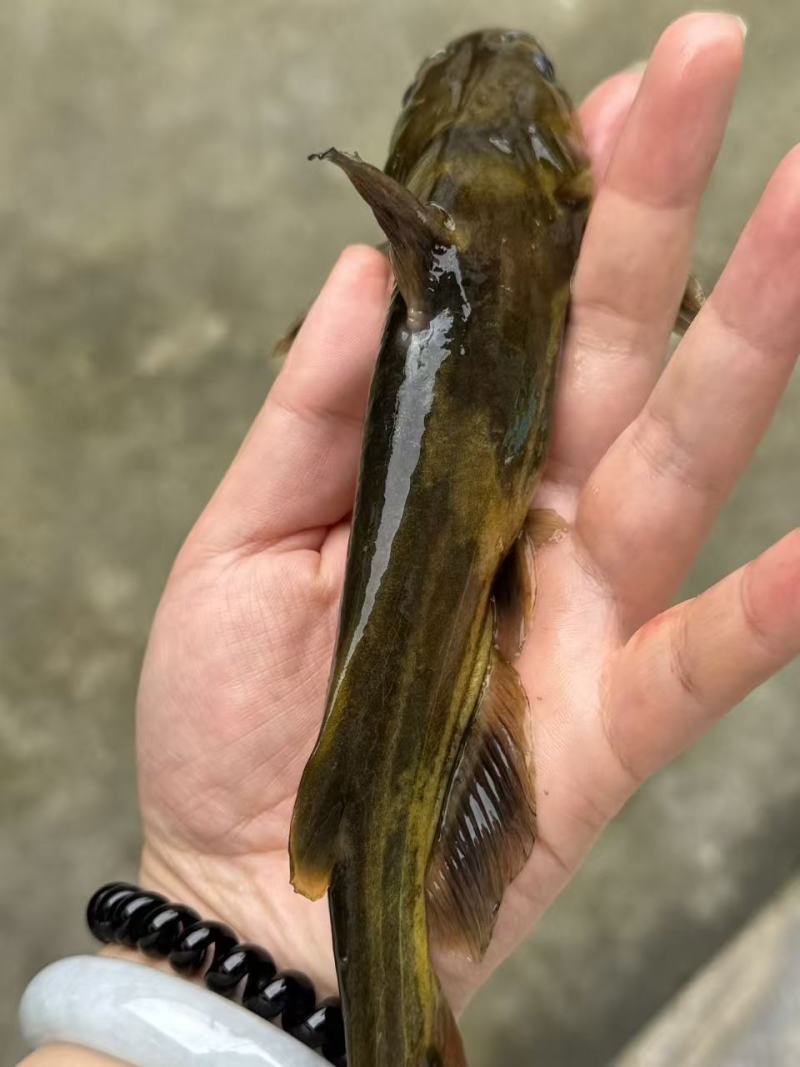 黄辣丁