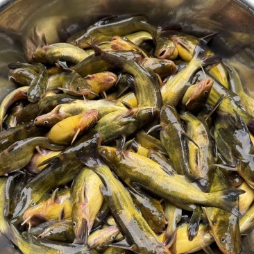 黄辣丁