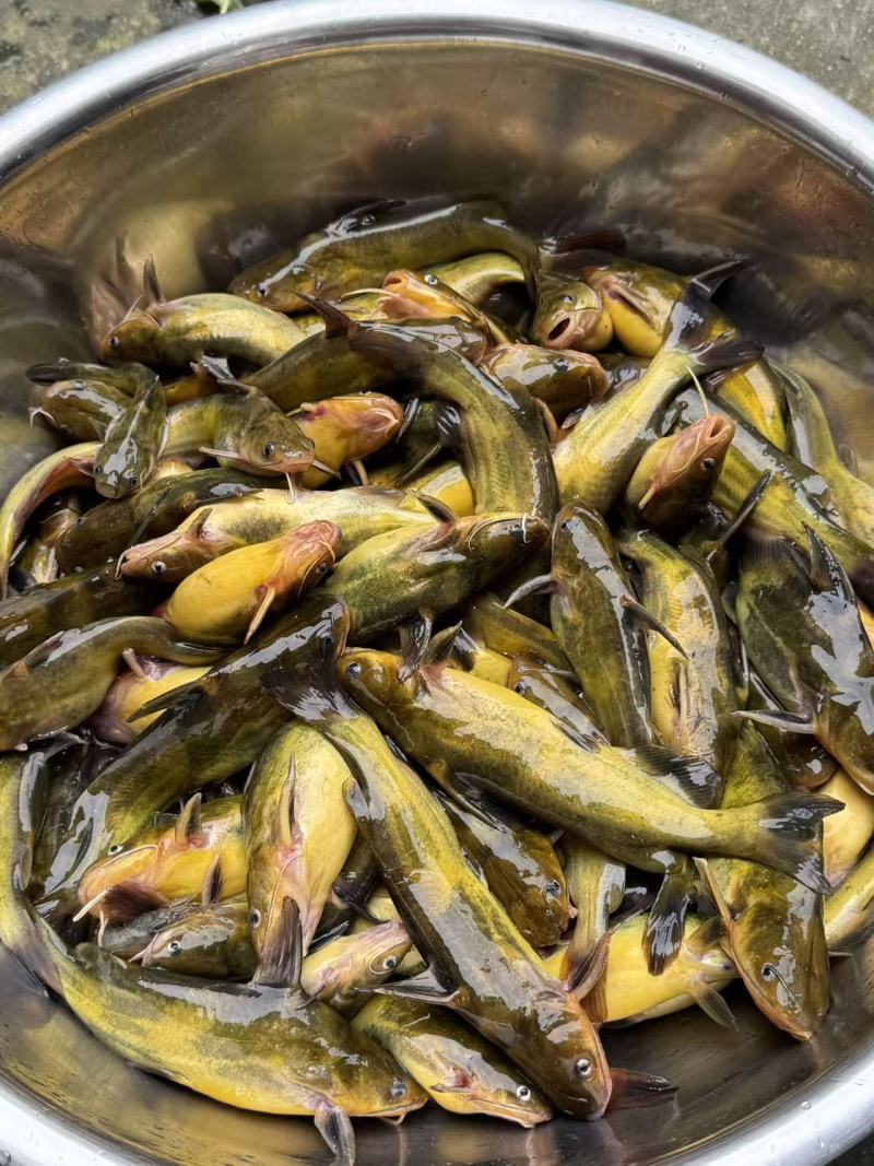 黄辣丁