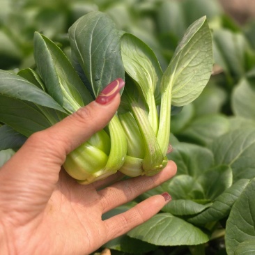 大棚当季精品矮脚菜，有需要咨询联系排单收割