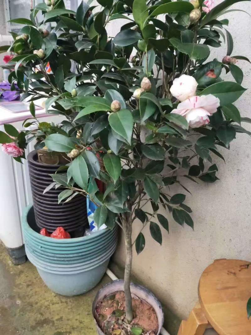 精品大茶花