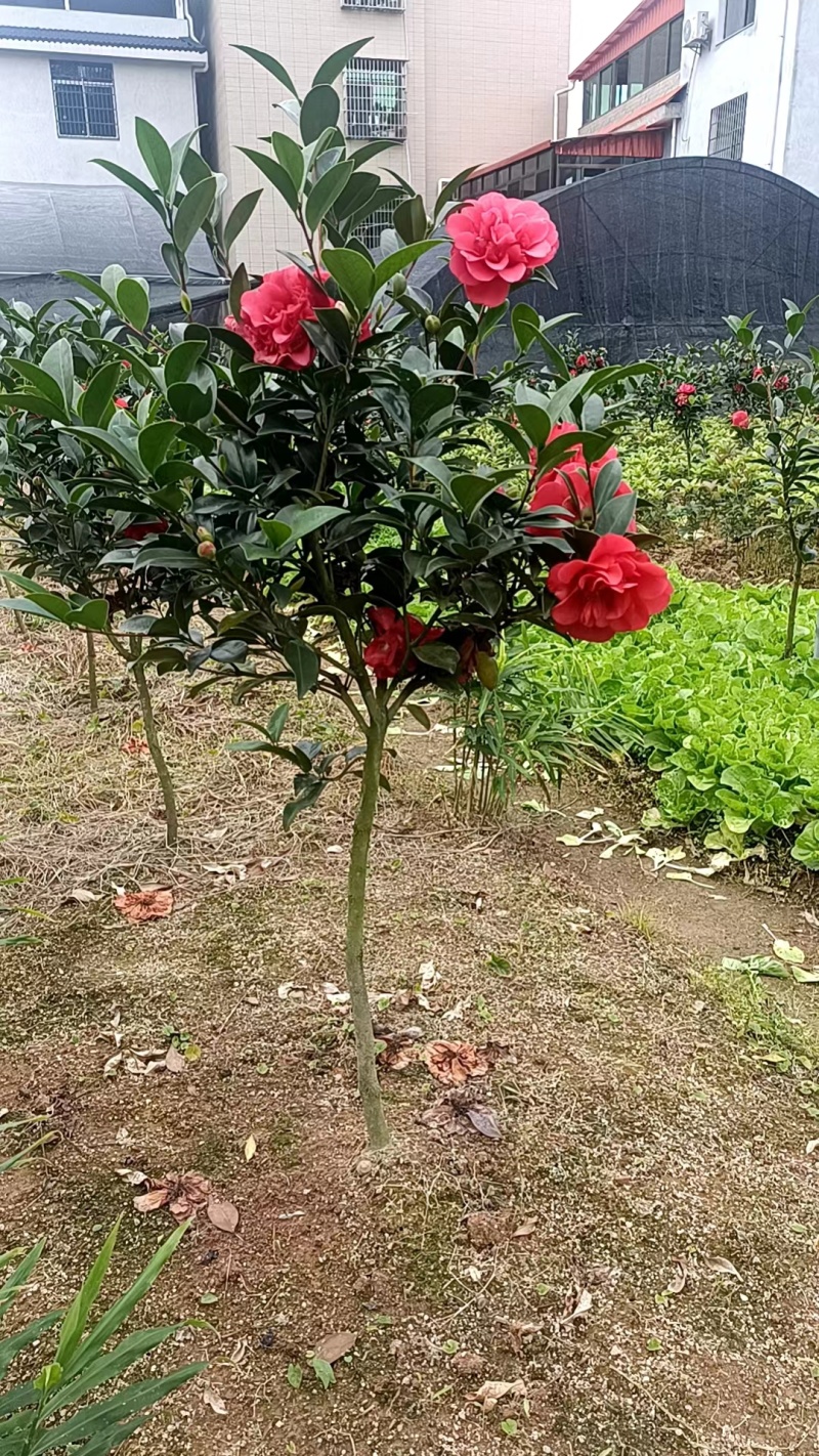 精品大茶花
