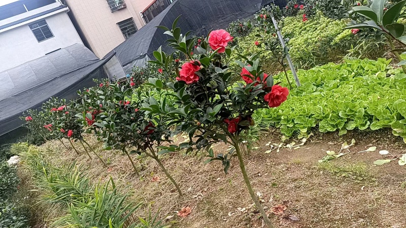 精品大茶花