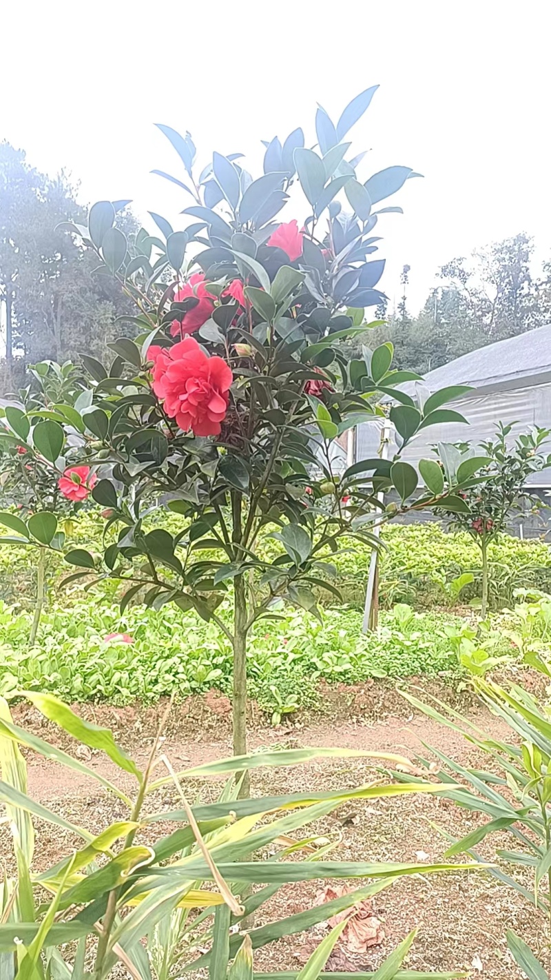 精品大茶花
