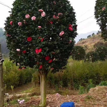 精品大茶花