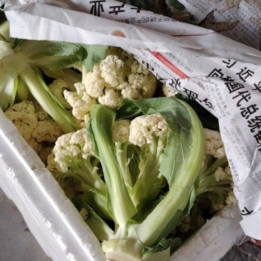 花菜大量供应，产地一手货源，保质保量，欢迎来电