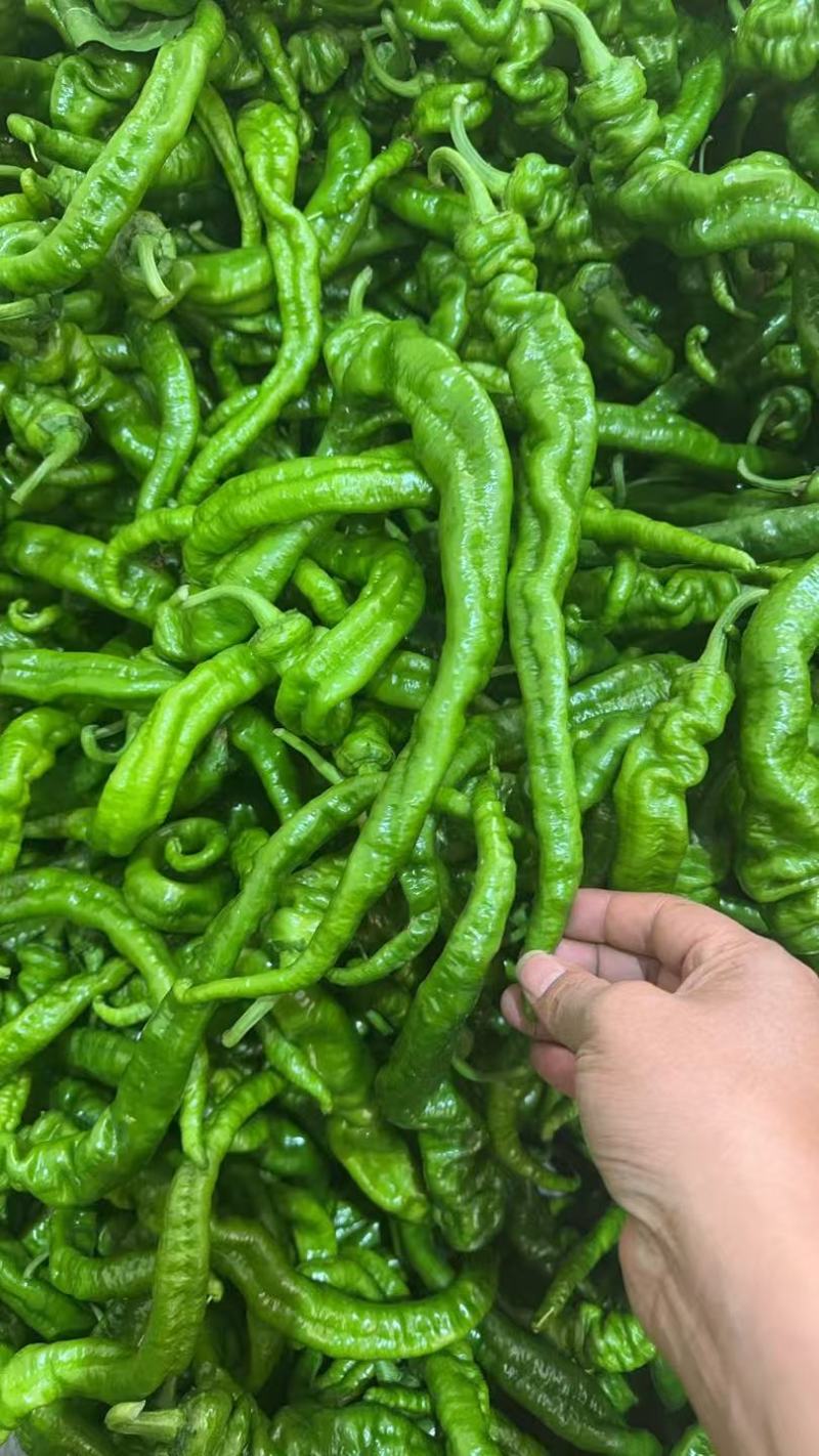 新苗螺丝椒薄皮一手货源代发全国各大市场电商餐饮