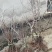 丹麦杏树与孤山杏树杂交树苗大孤山杏梅树苗