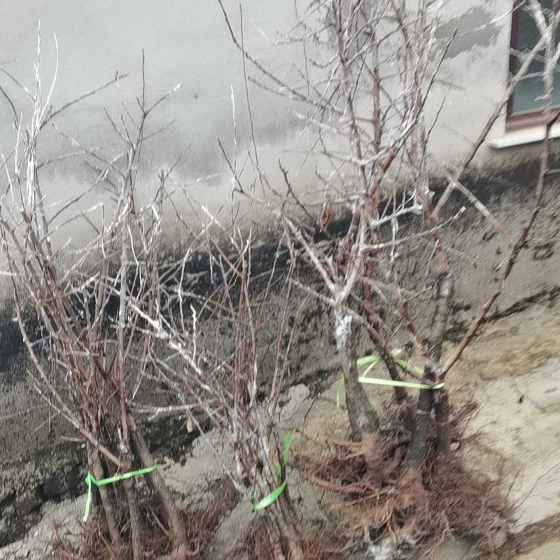 丹麦杏树与孤山杏树杂交树苗大孤山杏梅树苗