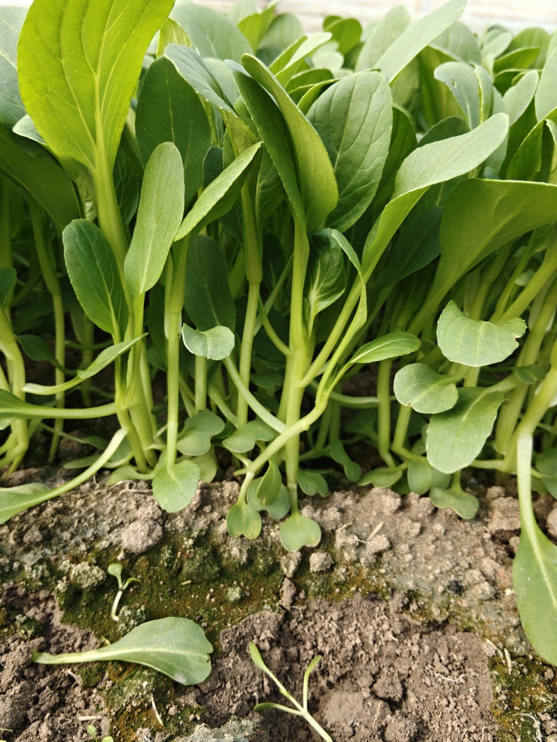 大棚直供新鲜鸡毛菜长期供货量大从优蔬菜批发